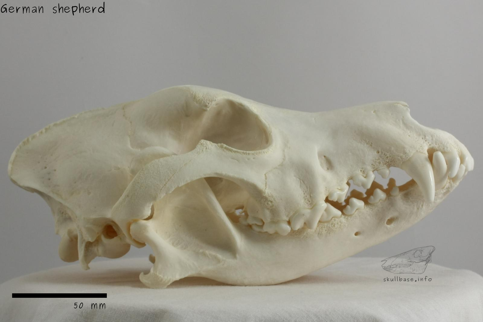 German shepherd (Canis lupus familiaris) skull lateral view