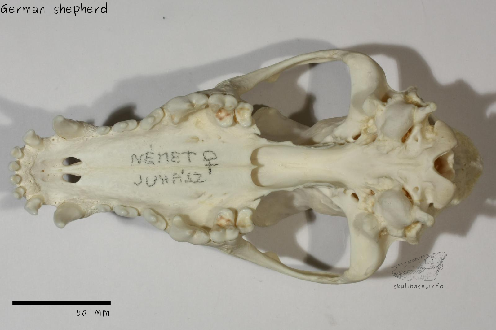 German shepherd (Canis lupus familiaris) skull ventral view