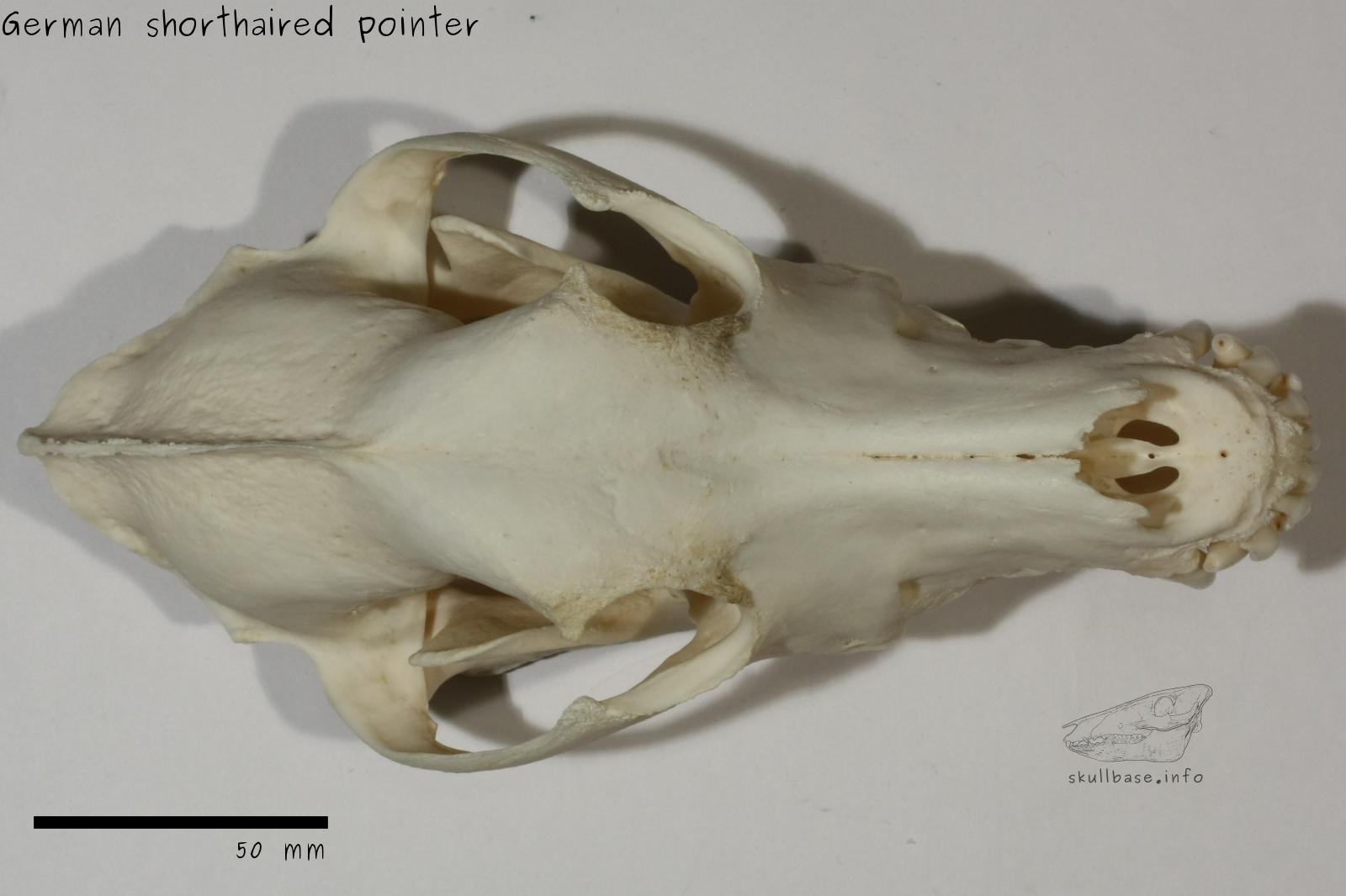 German shorthaired pointer (Canis lupus familiaris) skull dorsal view