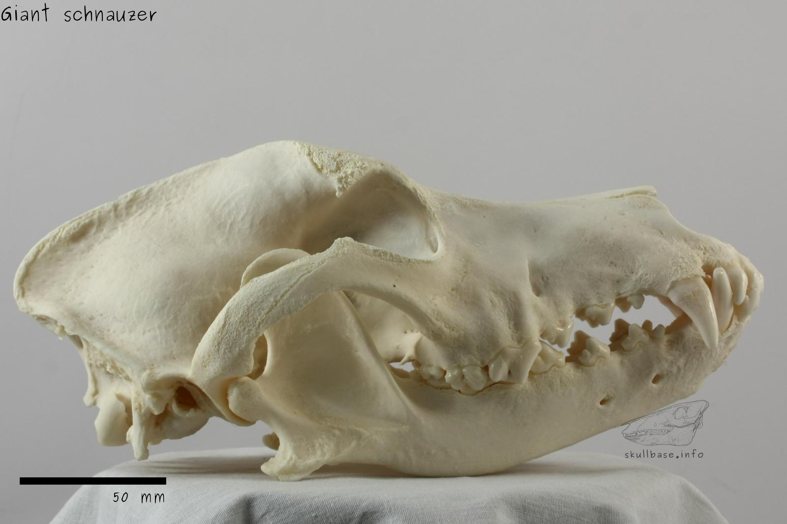 Giant schnauzer (Canis lupus familiaris) skull lateral view