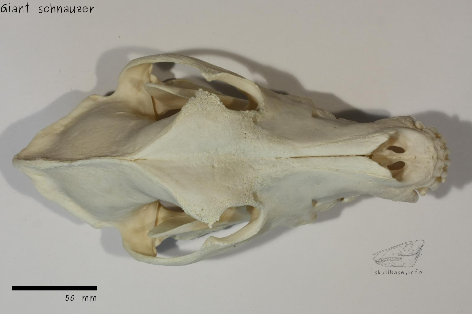 Giant schnauzer (Canis lupus familiaris) skull dorsal view
