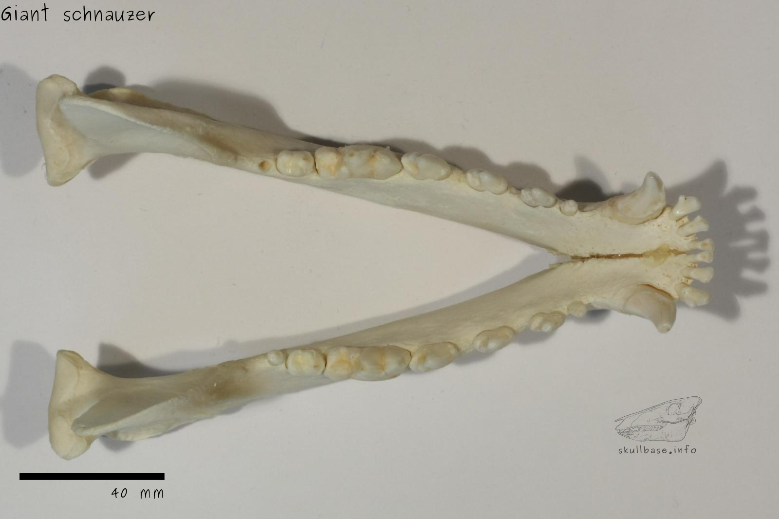 Giant schnauzer (Canis lupus familiaris) jaw
