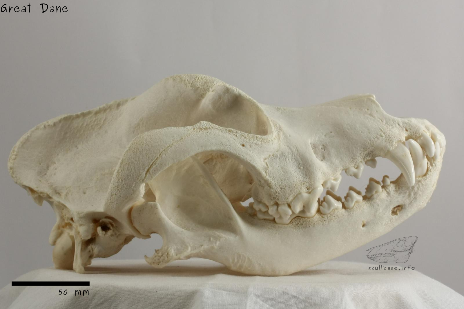 Great Dane (Canis lupus familiaris) skull lateral view