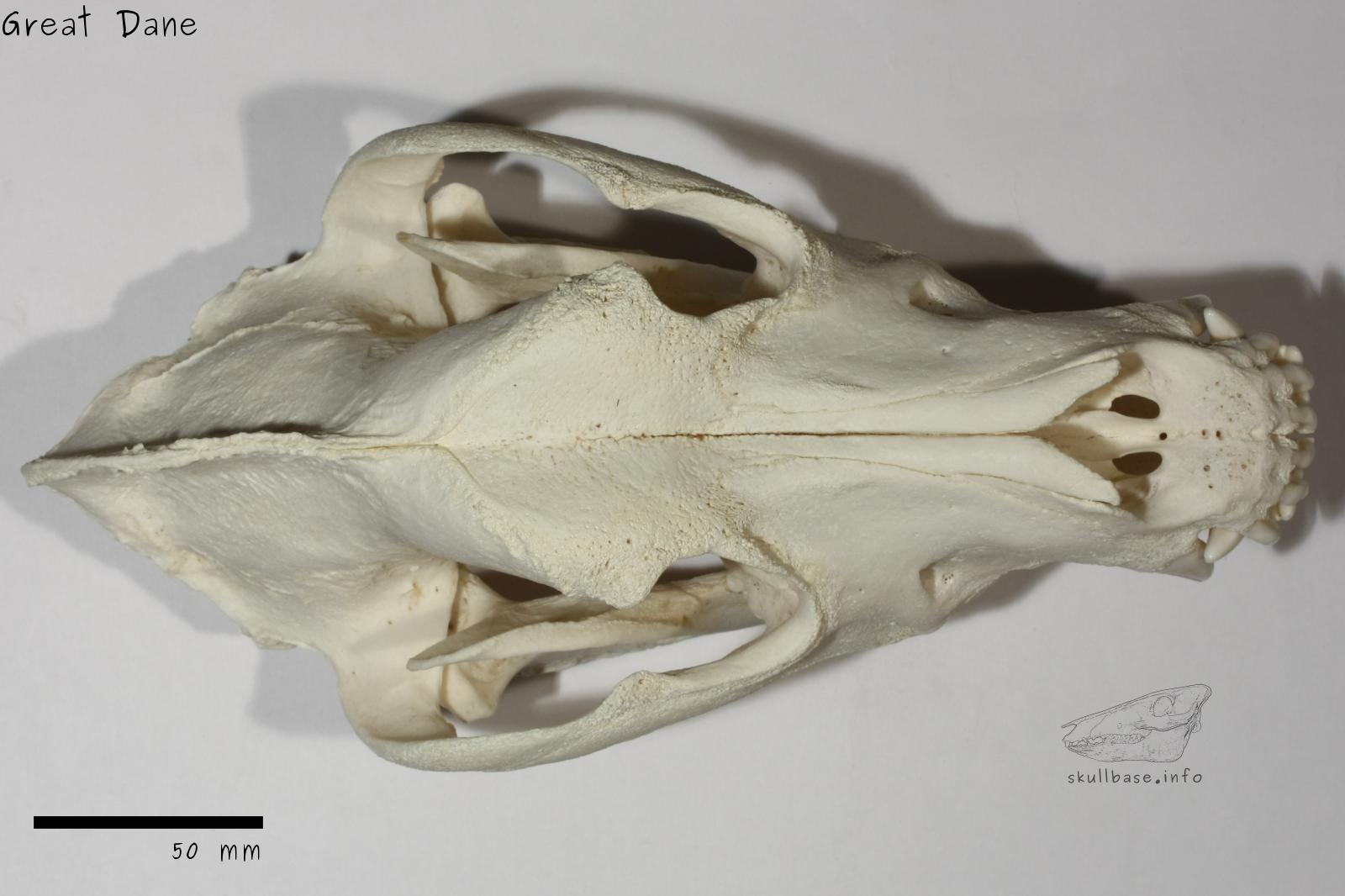 Great Dane (Canis lupus familiaris) skull dorsal view