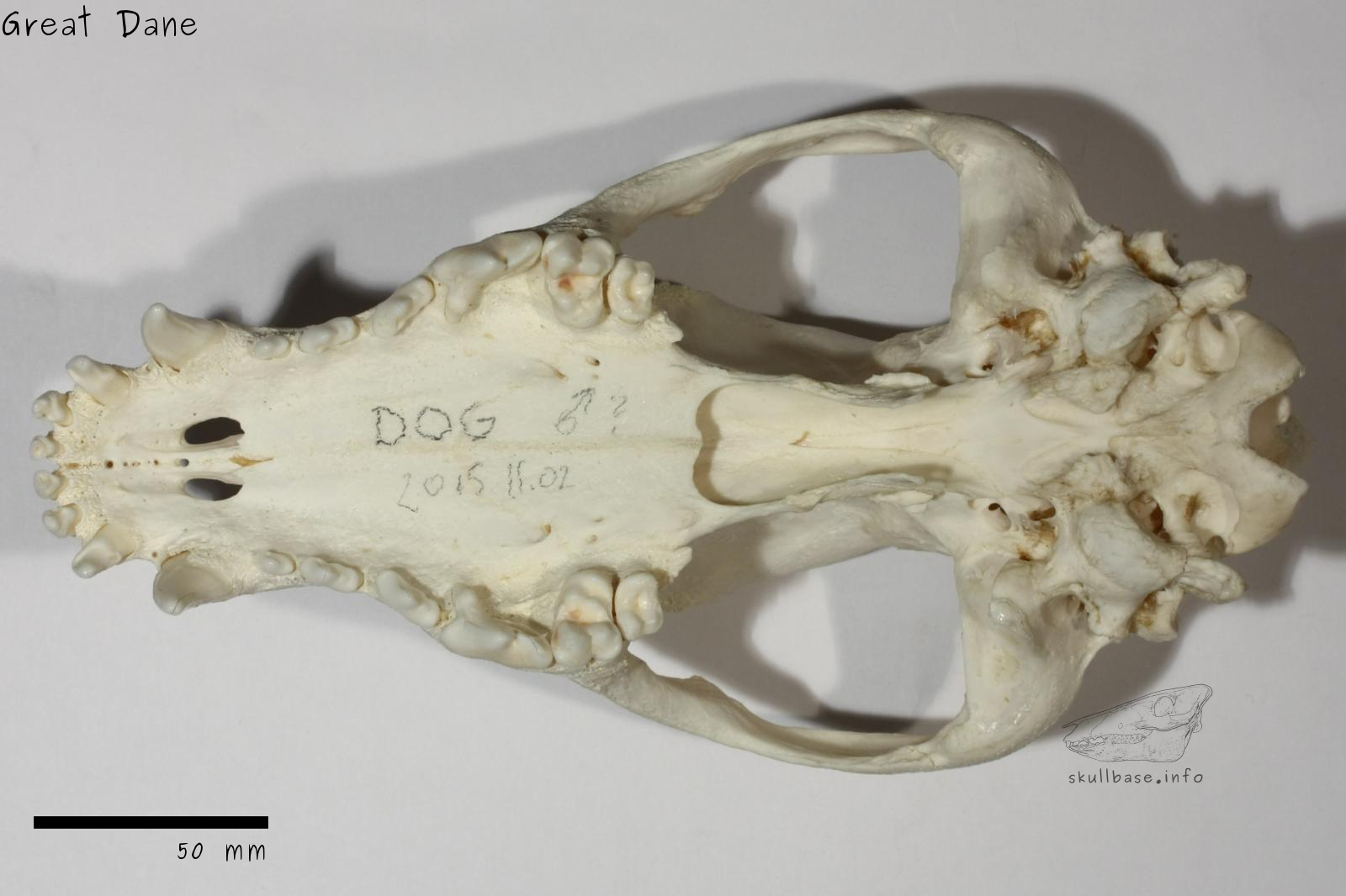Great Dane (Canis lupus familiaris) skull ventral view