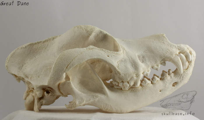 Great dane skull hotsell