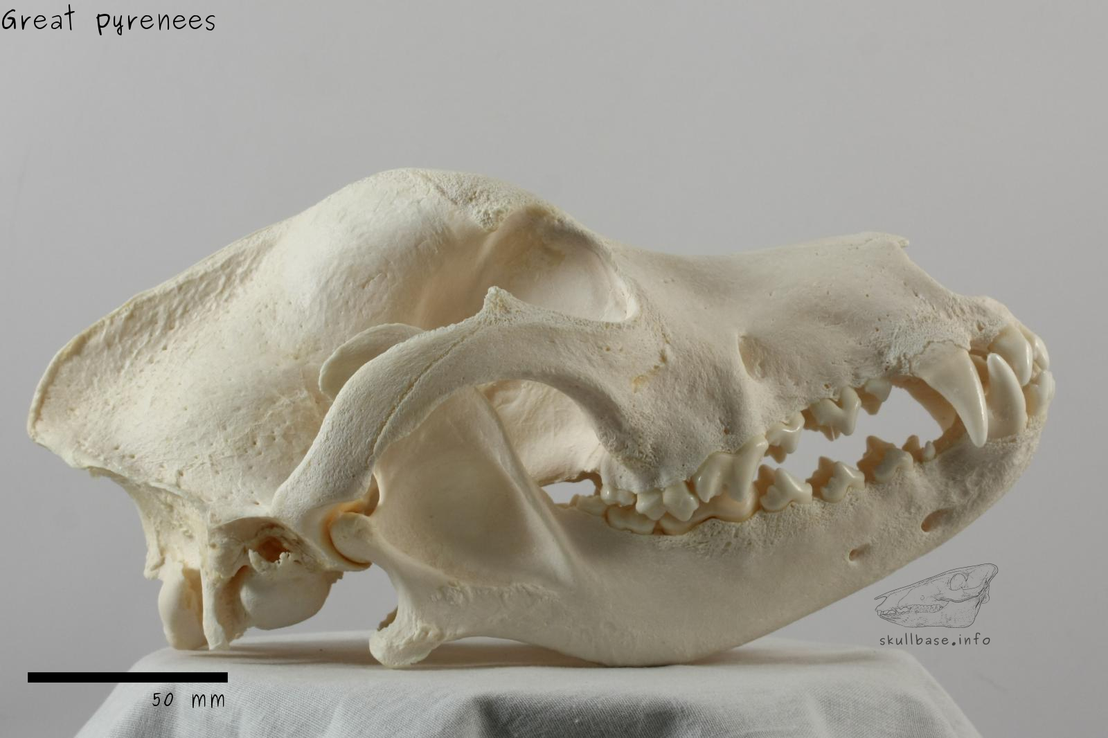 Great pyrenees (Canis lupus familiaris) skull lateral view