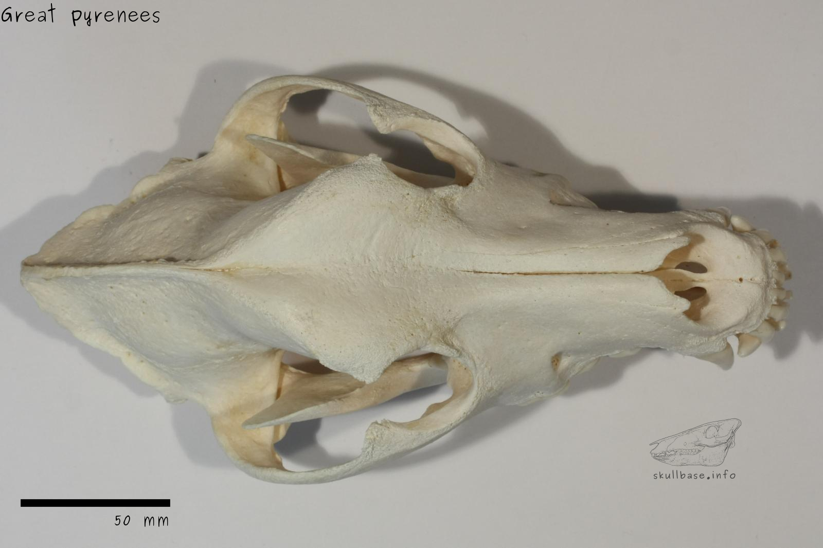 Great pyrenees (Canis lupus familiaris) skull dorsal view