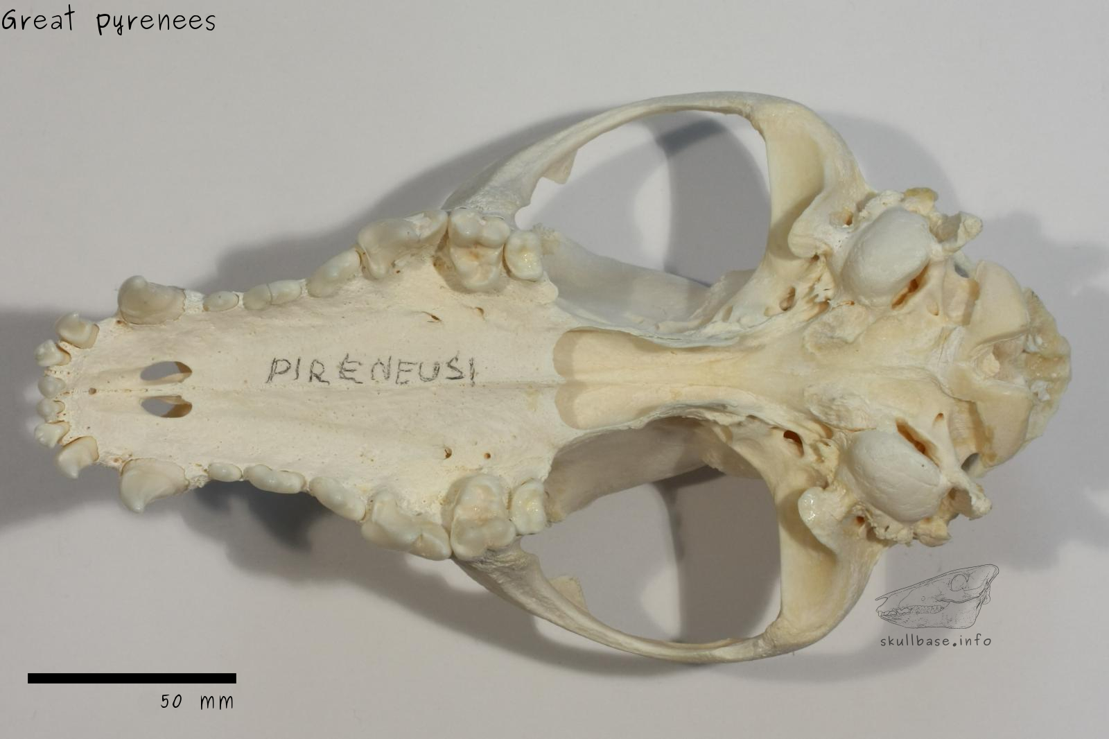 Great pyrenees (Canis lupus familiaris) skull ventral view