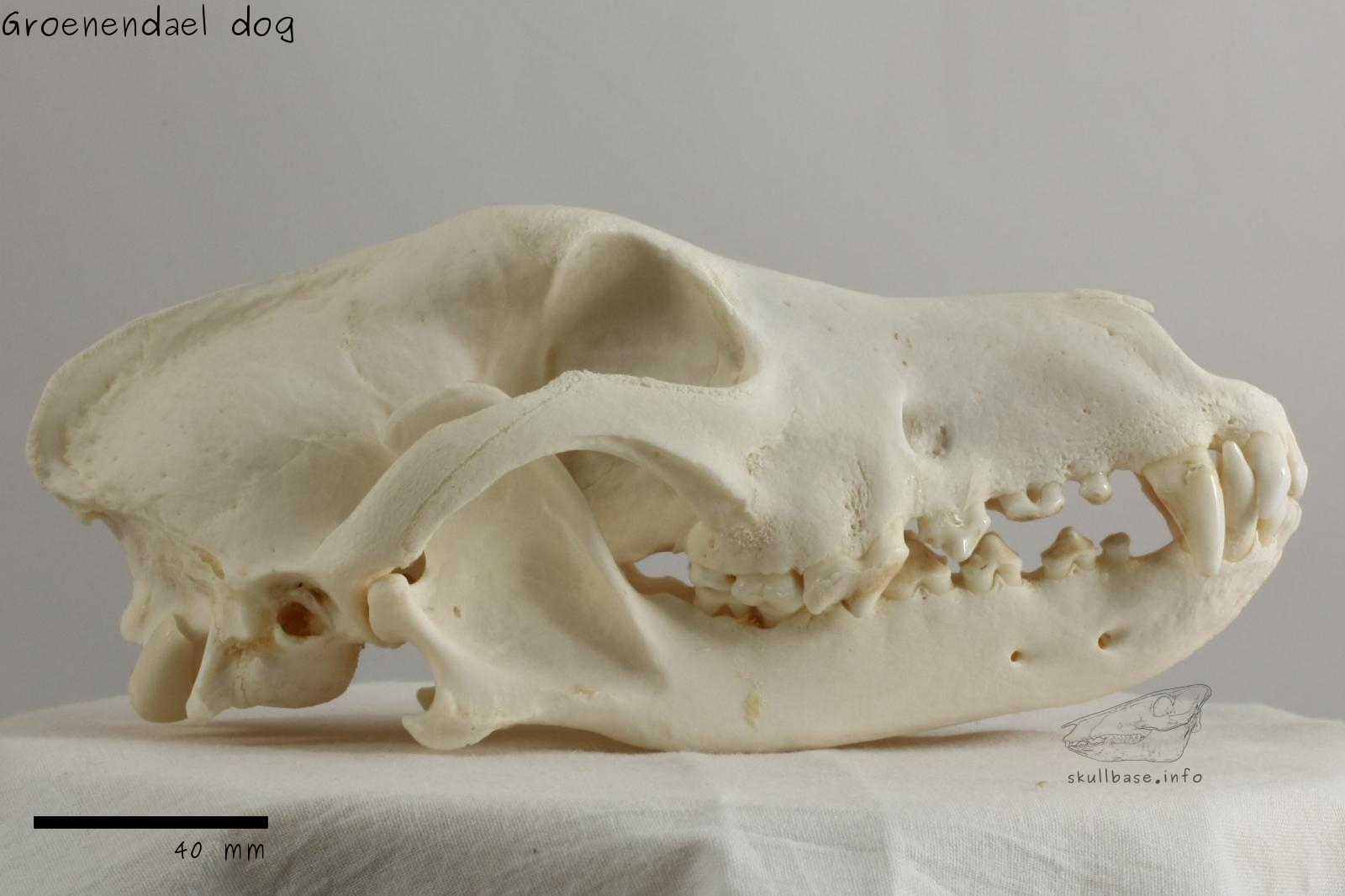 Groenendael dog (Canis lupus familiaris) skull lateral view