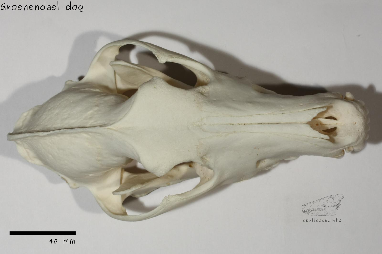 Groenendael dog (Canis lupus familiaris) skull dorsal view