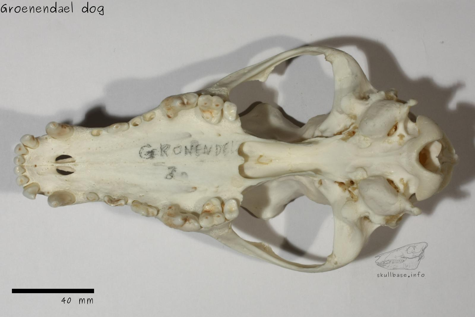 Groenendael dog (Canis lupus familiaris) skull ventral view