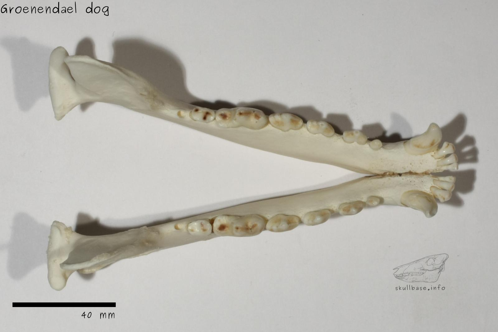 Groenendael dog (Canis lupus familiaris) jaw