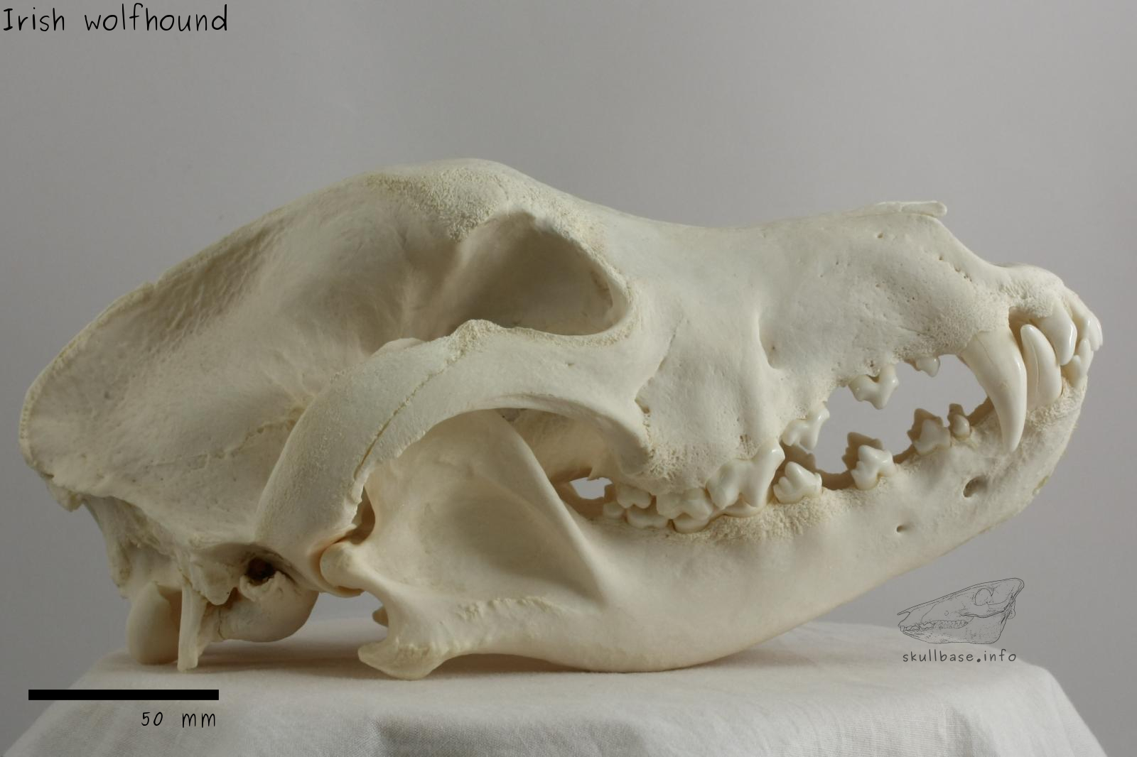 Irish wolfhound (Canis lupus familiaris) skull lateral view