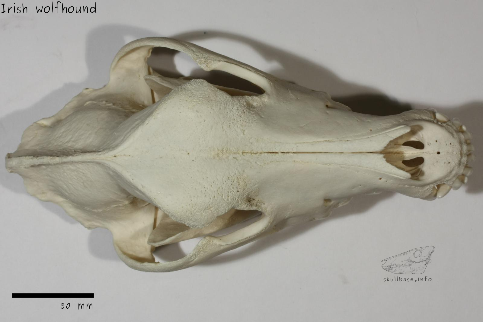 Irish wolfhound (Canis lupus familiaris) skull dorsal view