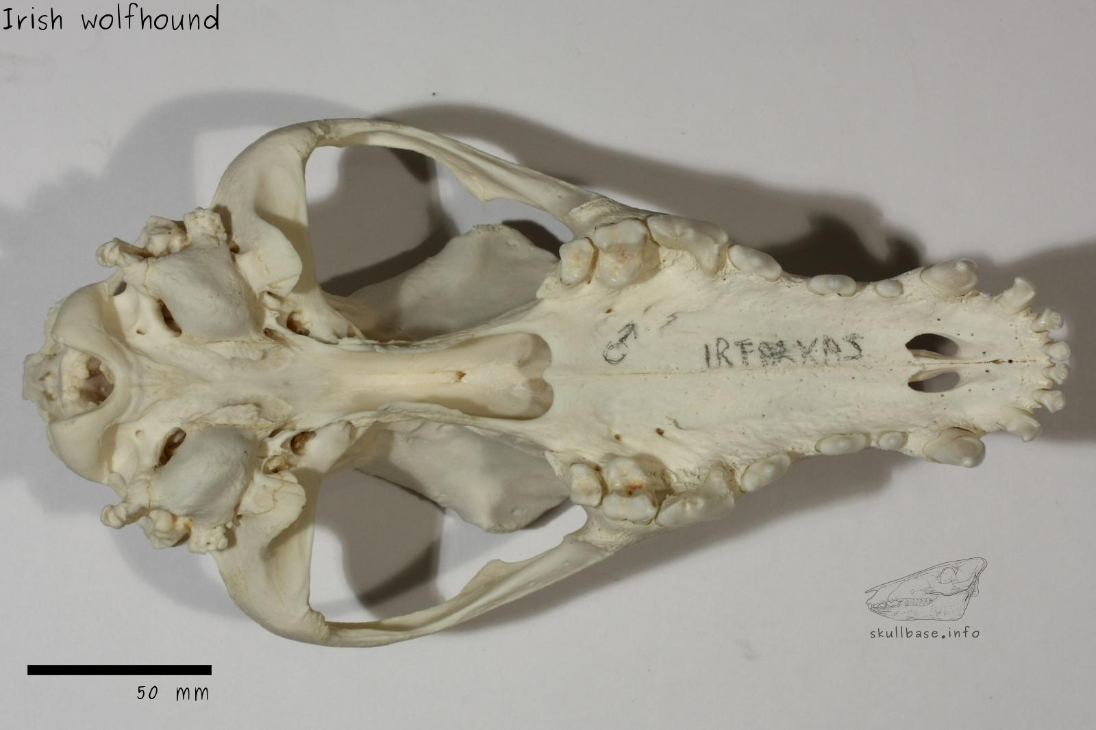 Irish wolfhound (Canis lupus familiaris) skull ventral view