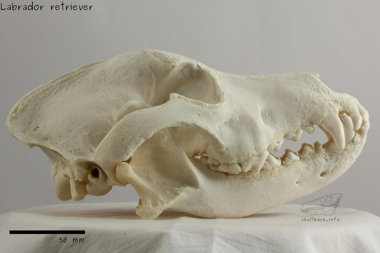 Labrador retriever (Canis lupus familiaris) skull lateral view