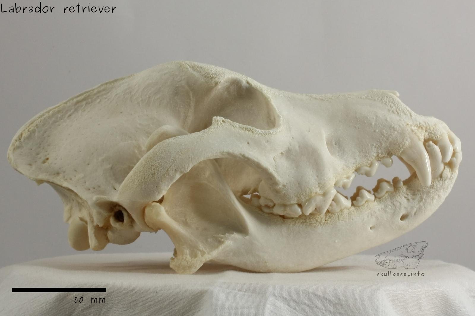 Golden 2025 retriever skull