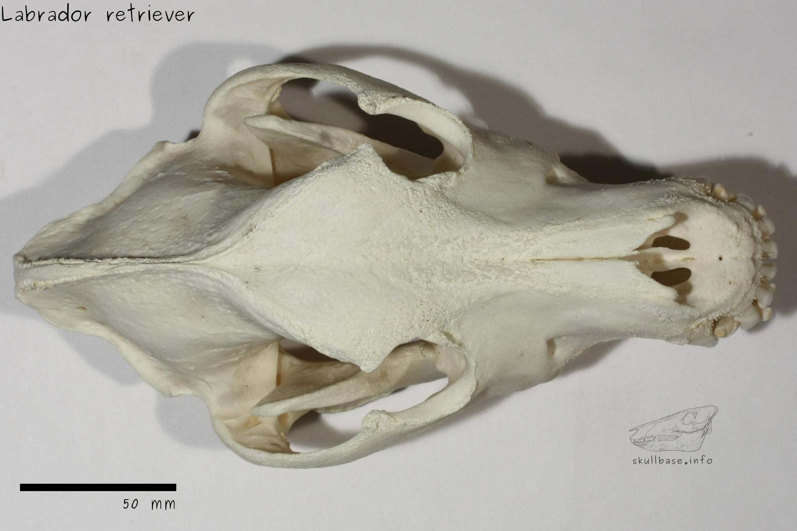 Labrador retriever (Canis lupus familiaris) skull dorsal view