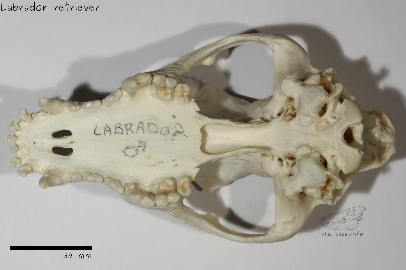 Labrador retriever (Canis lupus familiaris) skull ventral view