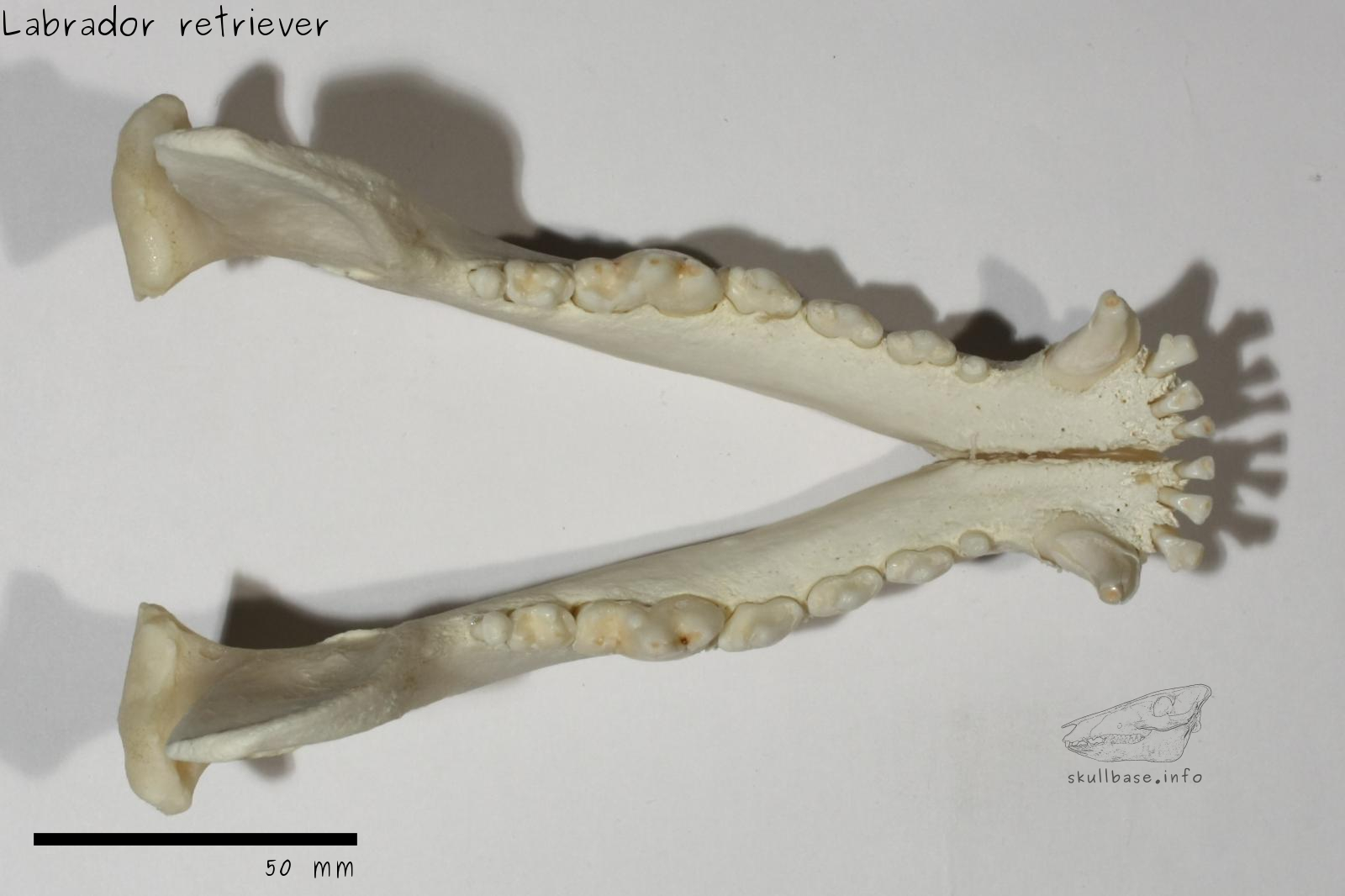 Labrador retriever (Canis lupus familiaris) jaw