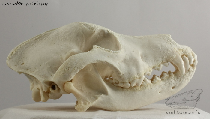 Labrador retriever (Canis lupus familiaris) skull