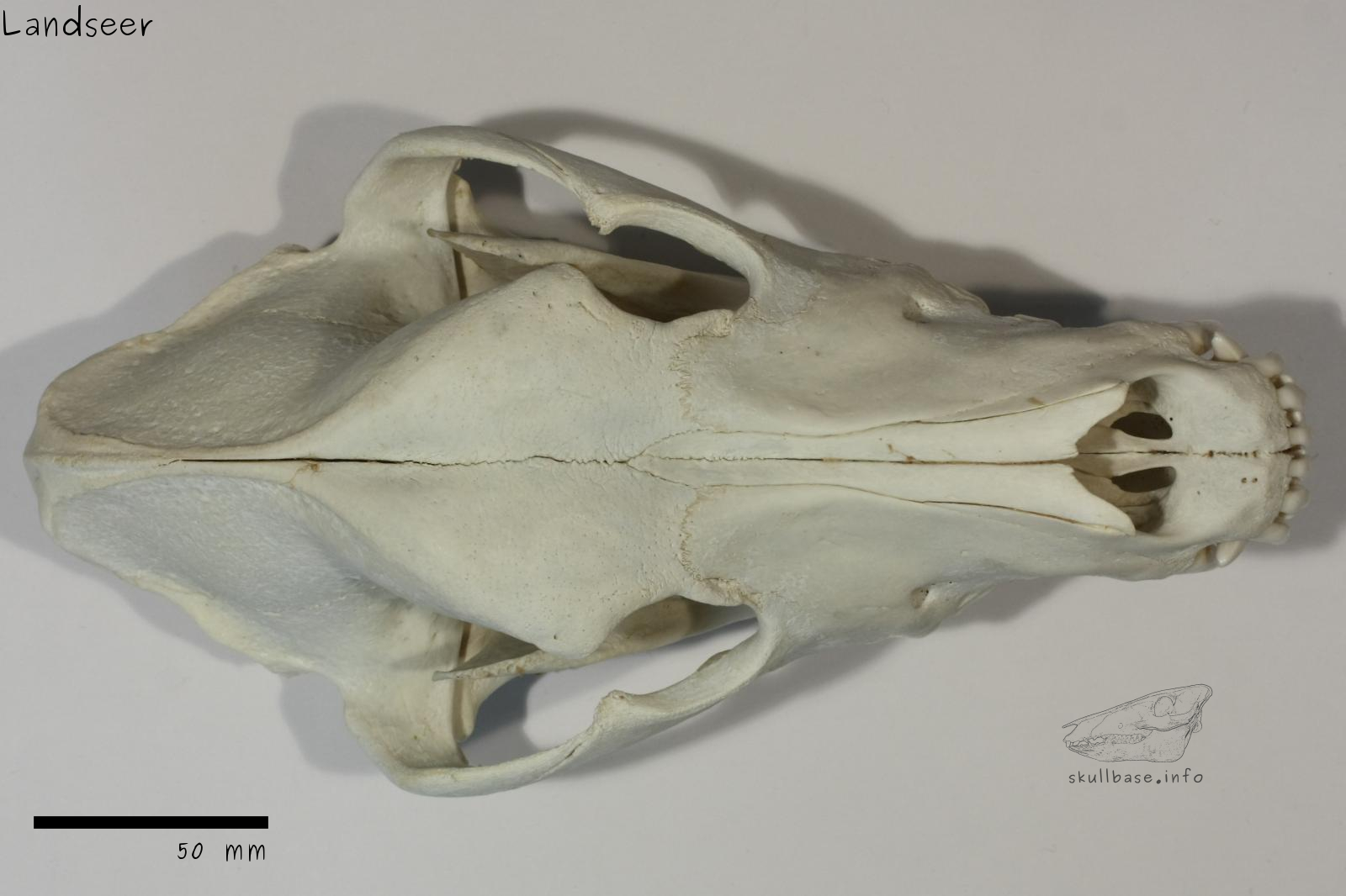 Landseer (Canis lupus familiaris) skull dorsal view