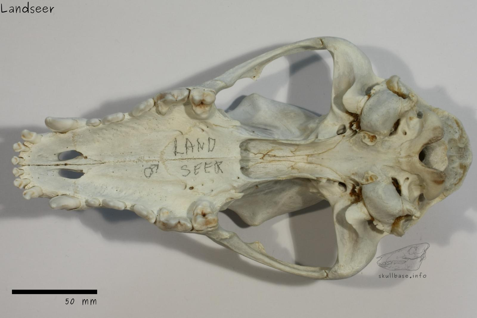 Landseer (Canis lupus familiaris) skull ventral view