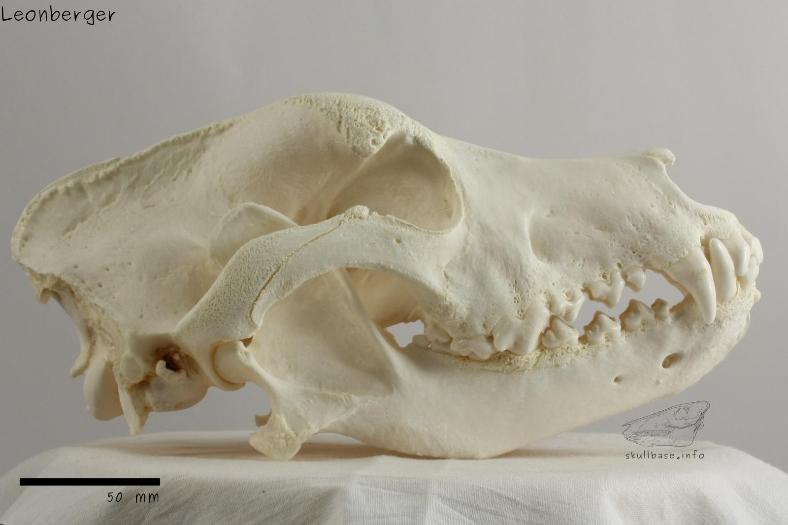 Leonberger (Canis lupus familiaris) skull lateral view