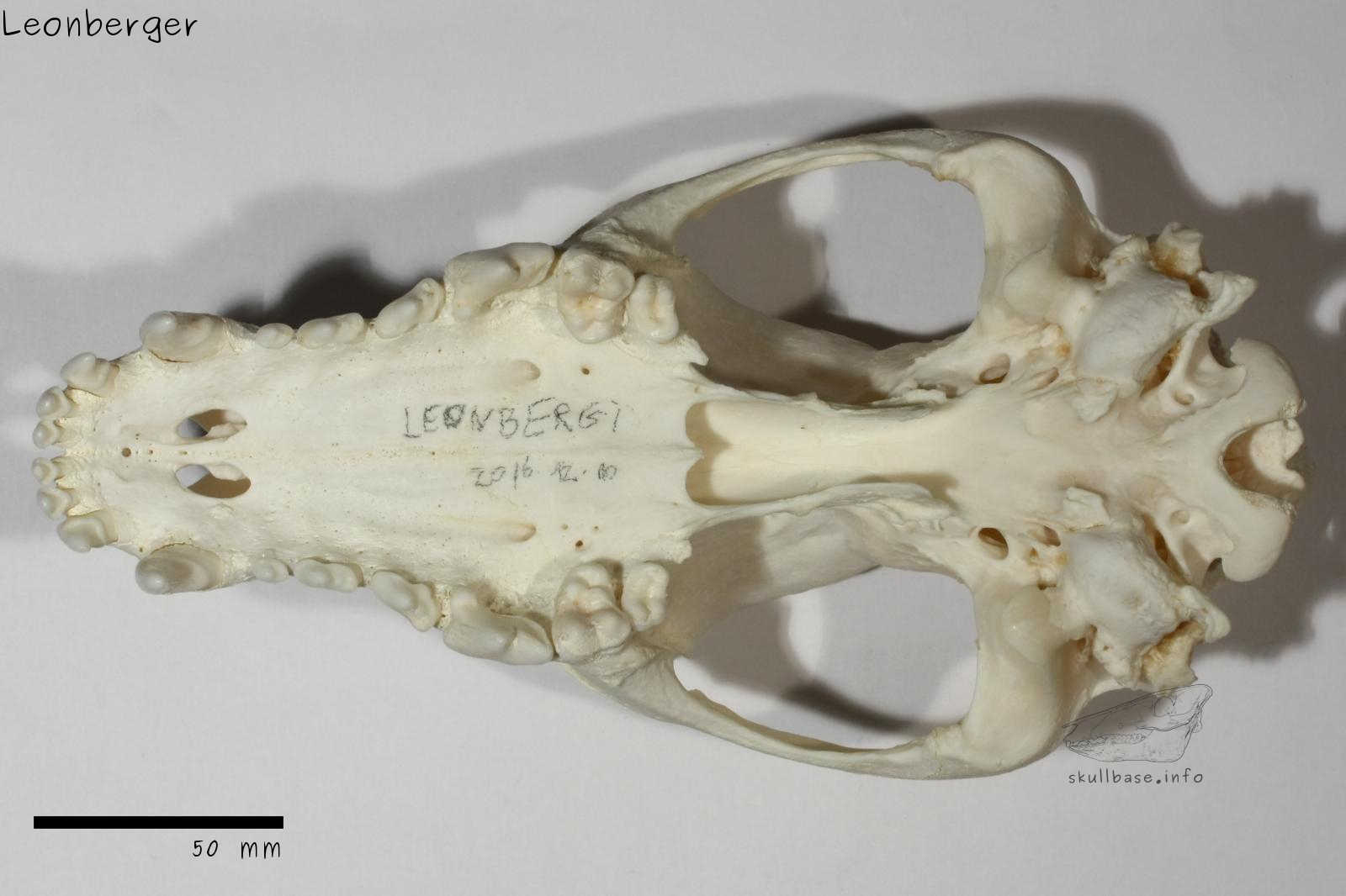 Leonberger (Canis lupus familiaris) skull ventral view