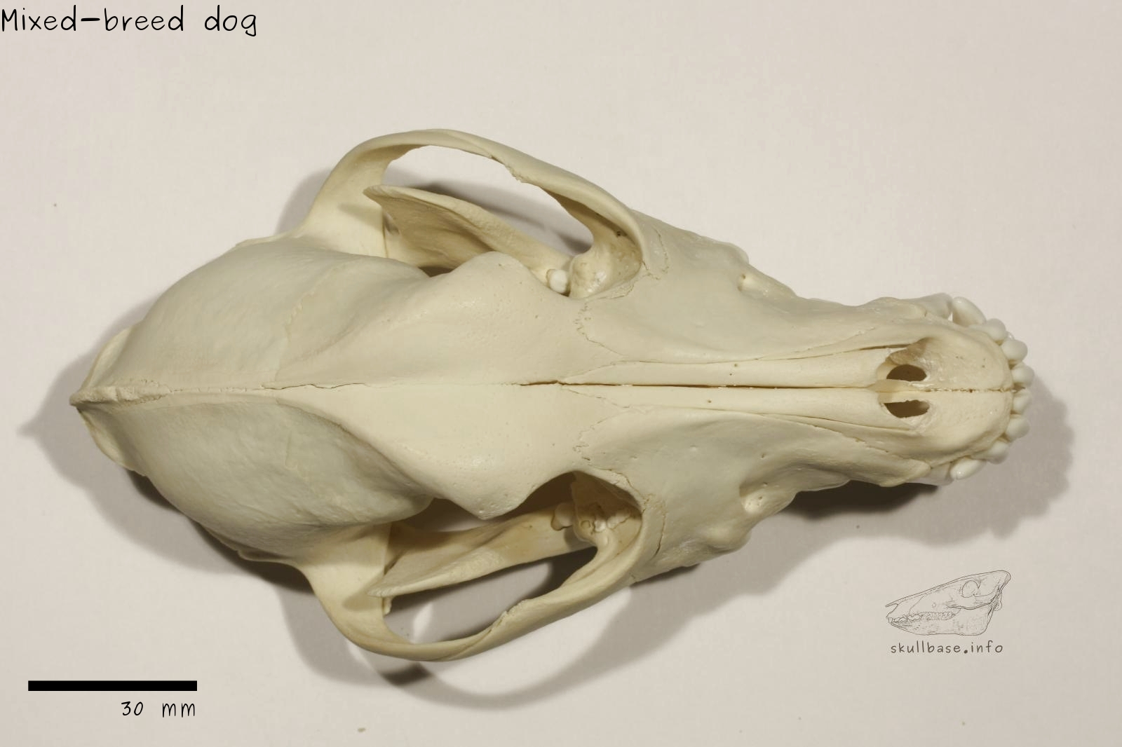 Mixed-breed dog (Canis lupus familiaris) skull dorsal view