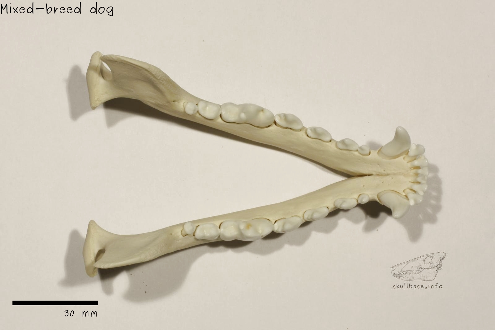 Mixed-breed dog (Canis lupus familiaris) jaw
