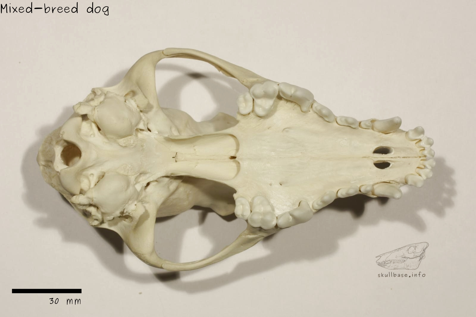 Mixed-breed dog (Canis lupus familiaris) skull ventral view