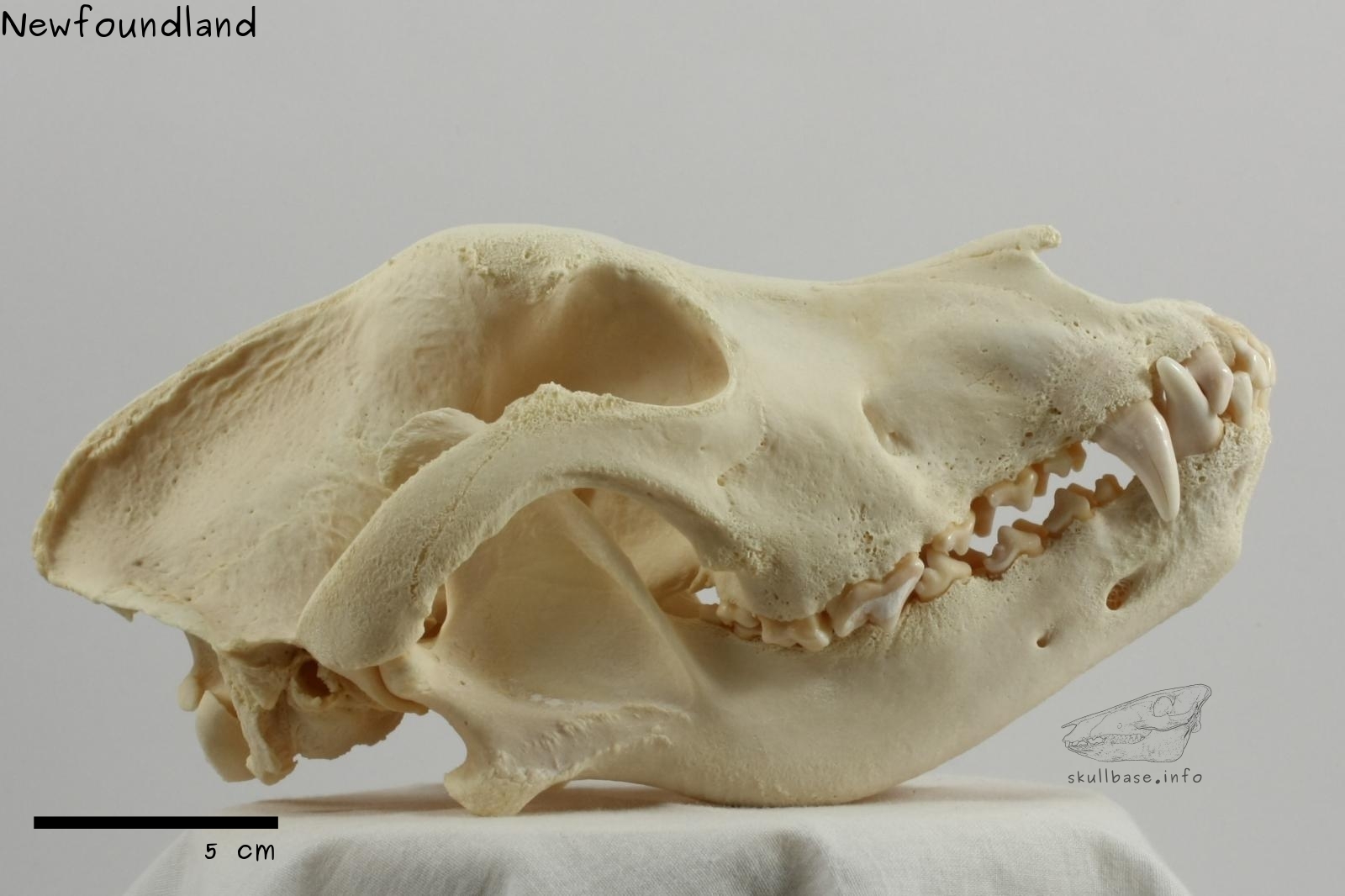 Newfoundland (Canis lupus familiaris) skull lateral view