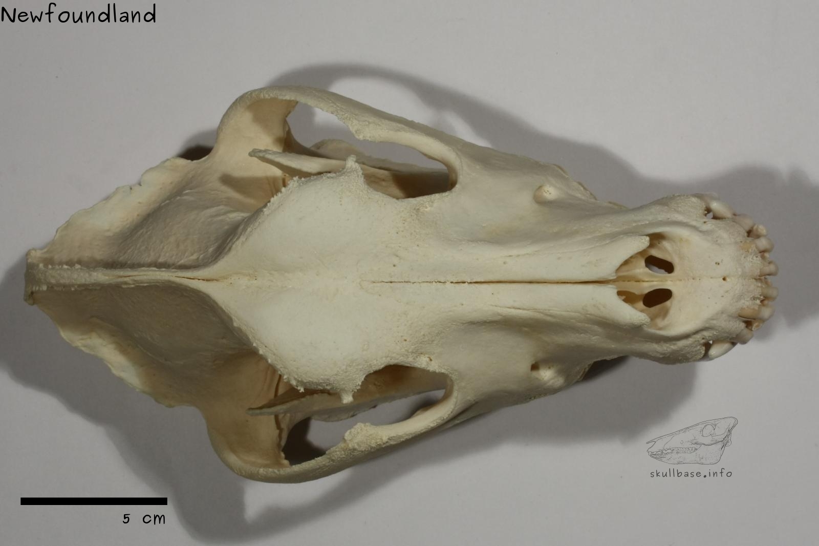 Newfoundland (Canis lupus familiaris) skull dorsal view