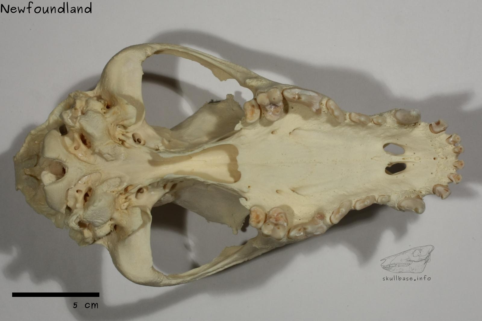 Newfoundland (Canis lupus familiaris) skull ventral view