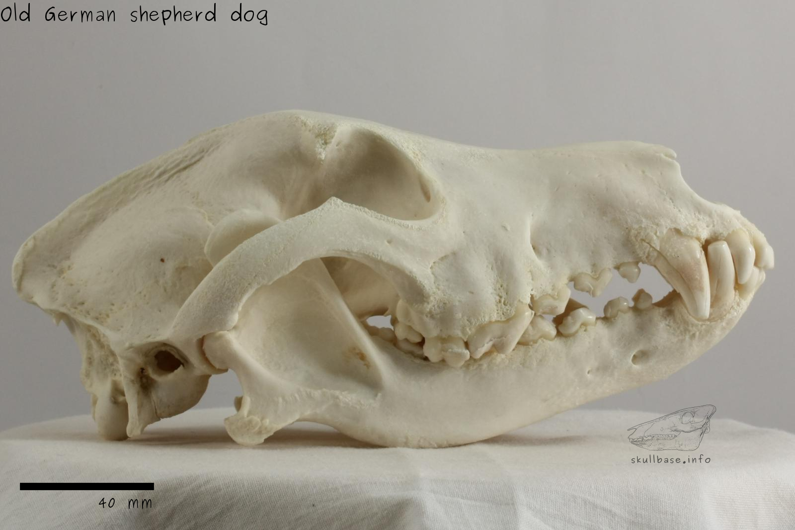 Old German shepherd dog (Canis lupus familiaris) skull lateral view
