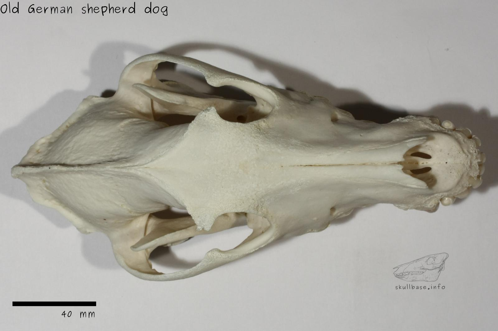 Old German shepherd dog (Canis lupus familiaris) skull dorsal view