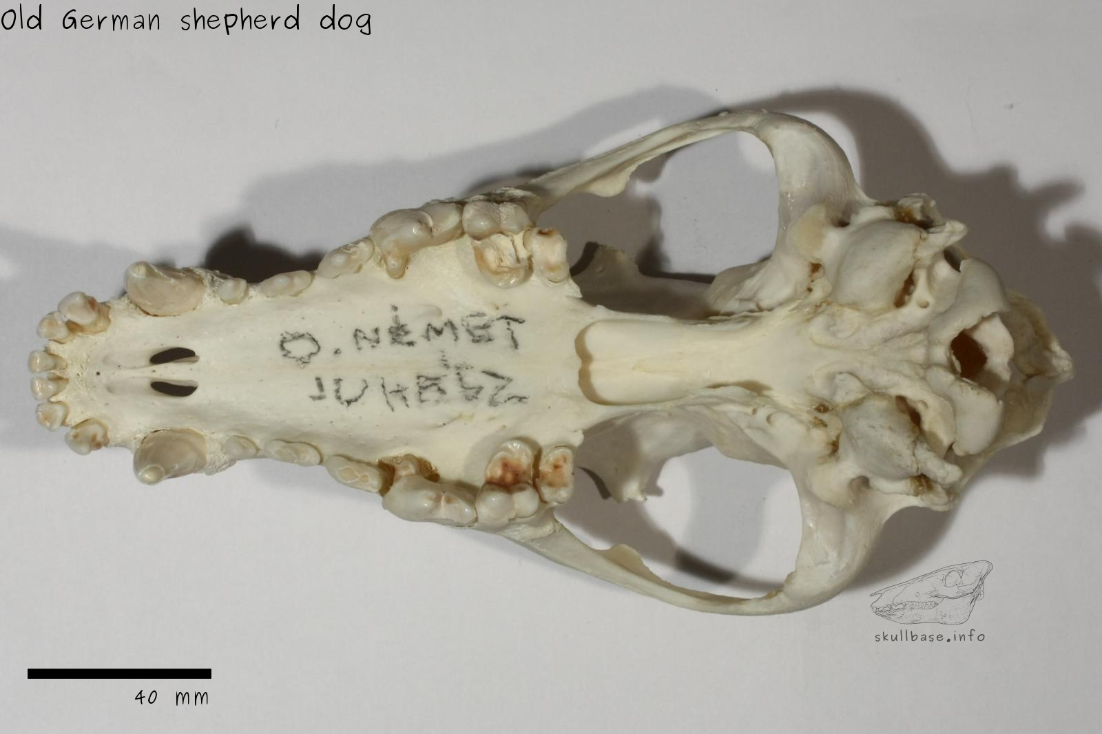 Old German shepherd dog (Canis lupus familiaris) skull ventral view