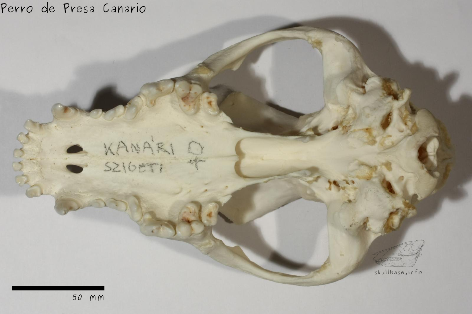 Perro de Presa Canario (Canis lupus familiaris) skull ventral view