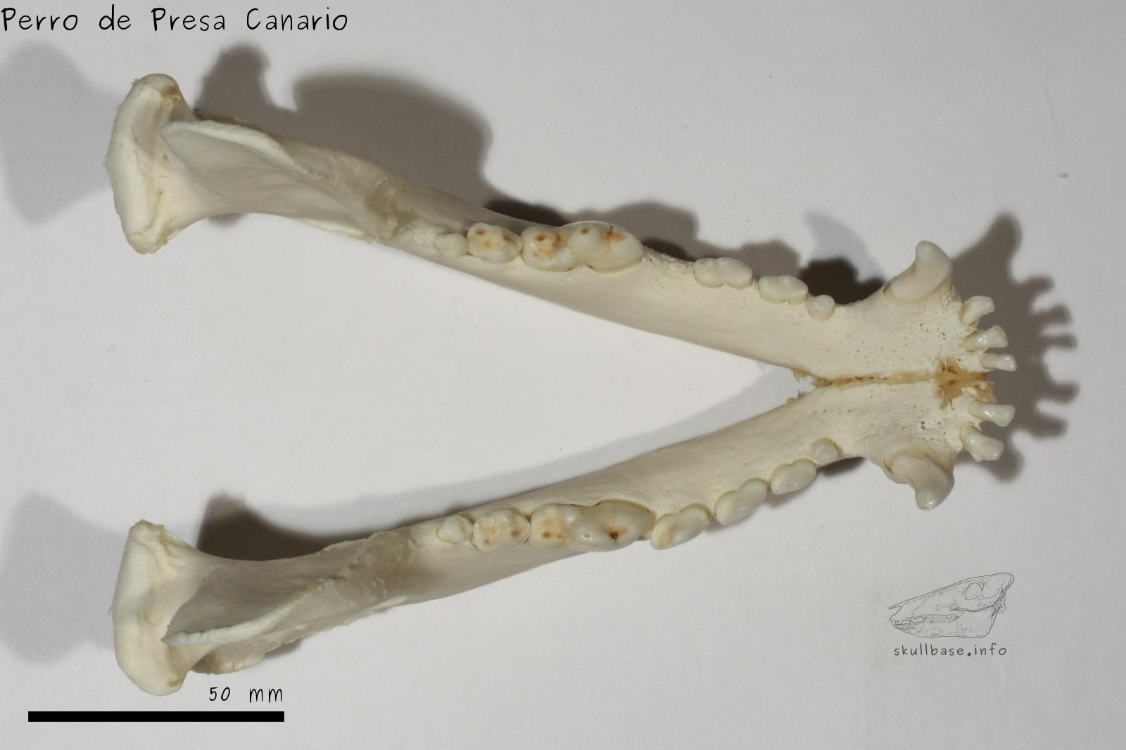 Perro de Presa Canario (Canis lupus familiaris) jaw