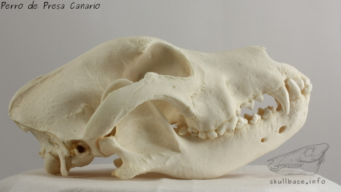 Perro de Presa Canario (Canis lupus familiaris) skull