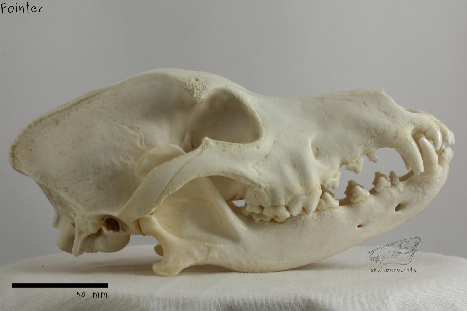 Pointer (Canis lupus familiaris) skull lateral view