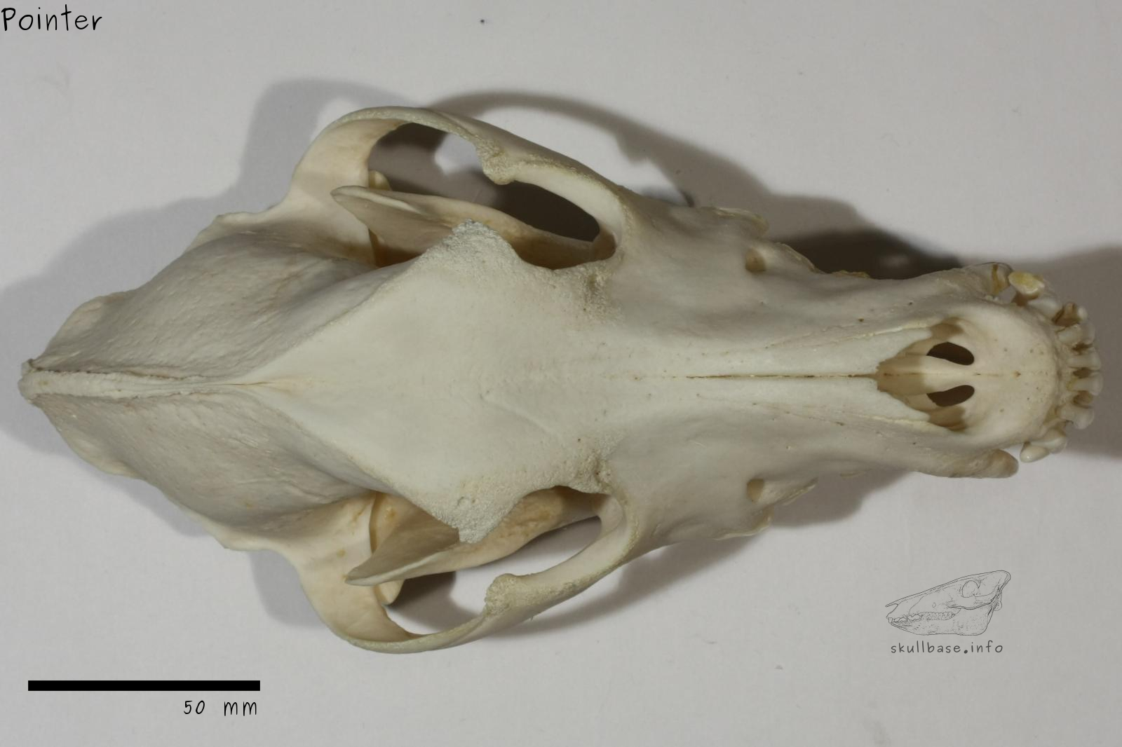 Pointer (Canis lupus familiaris) skull dorsal view