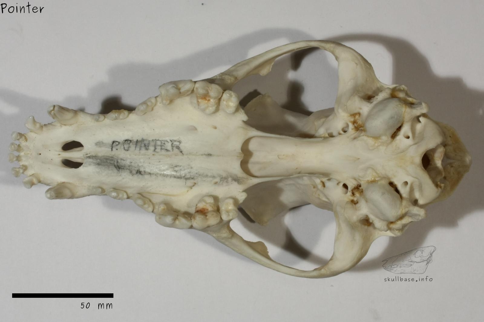 Pointer (Canis lupus familiaris) skull ventral view