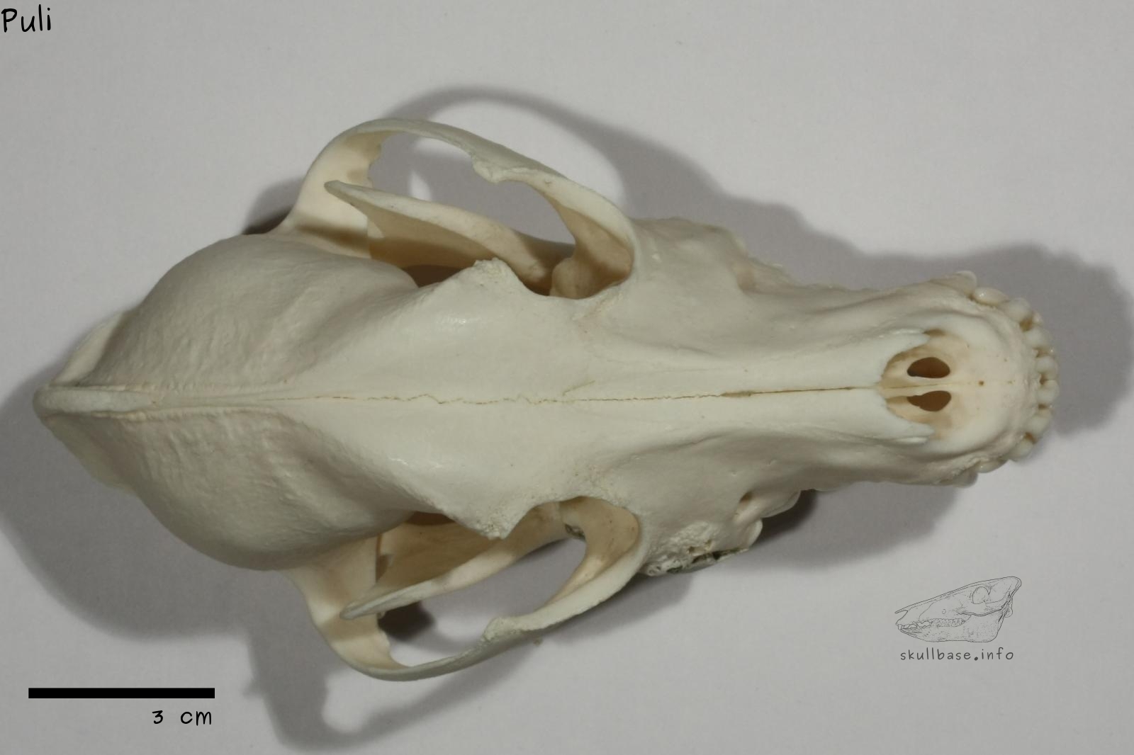 Puli (Canis lupus familiaris) skull dorsal view