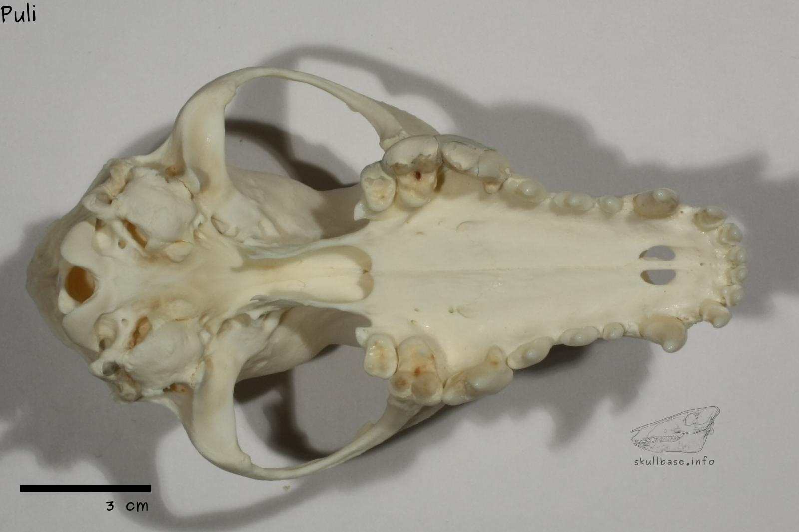 Puli (Canis lupus familiaris) skull ventral view