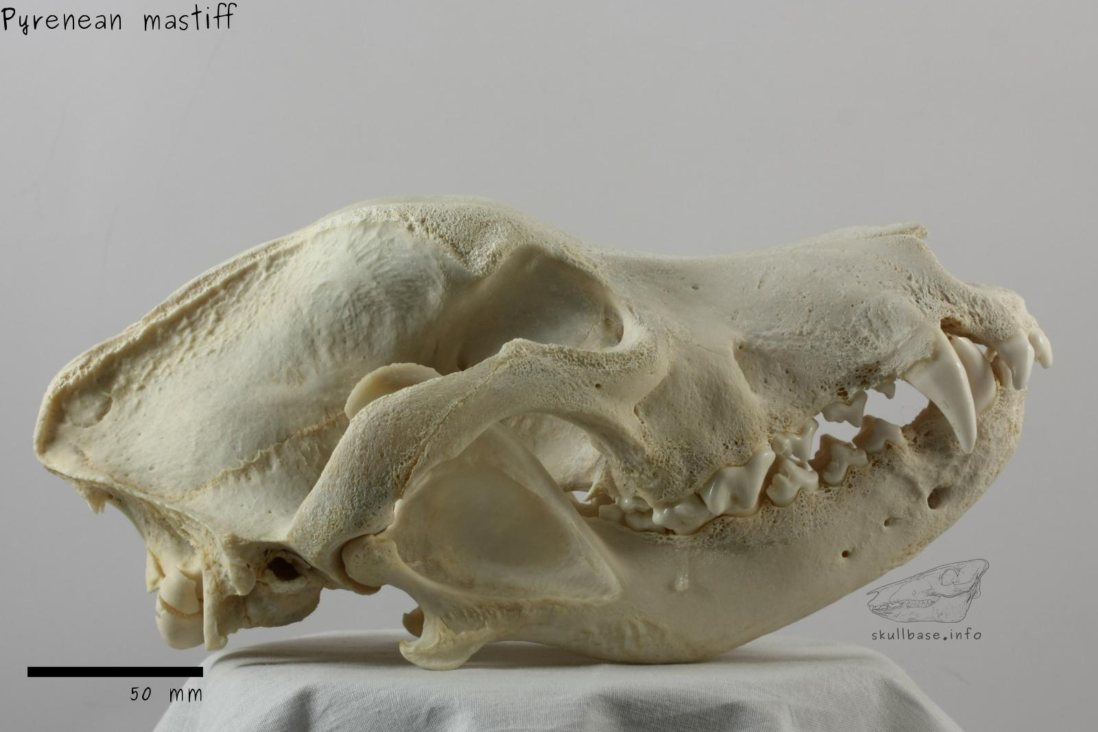 Pyrenean mastiff (Canis lupus familiaris) skull lateral view