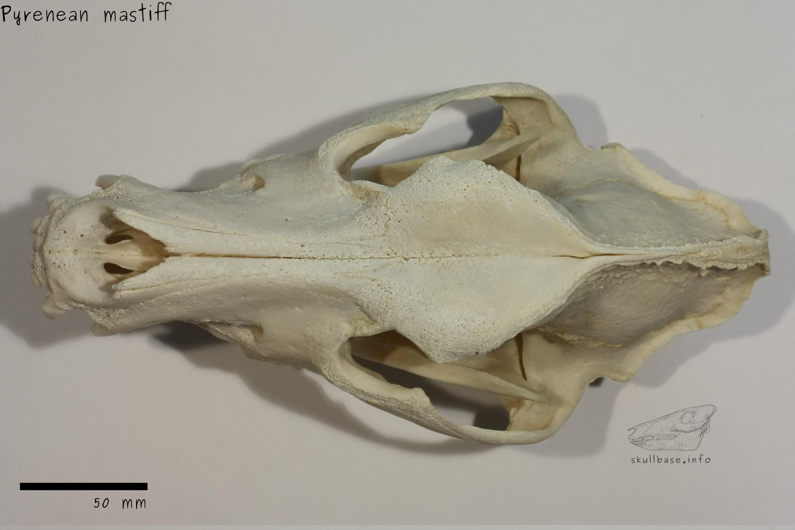 Pyrenean mastiff (Canis lupus familiaris) skull dorsal view