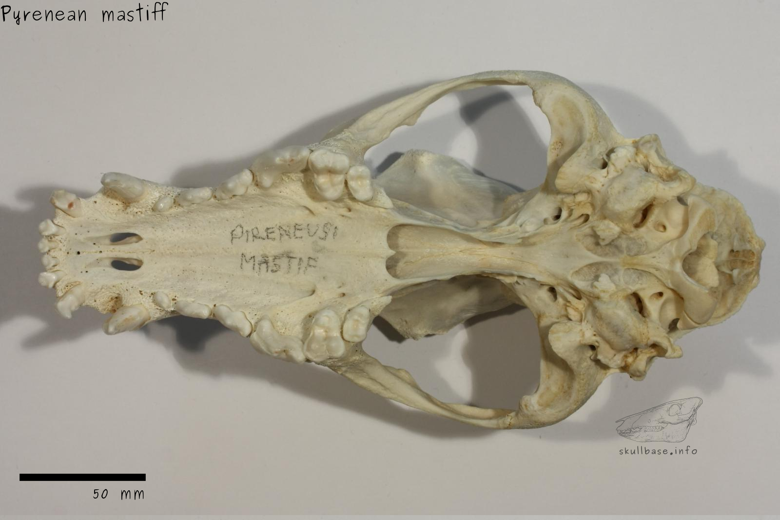 Pyrenean mastiff (Canis lupus familiaris) skull ventral view